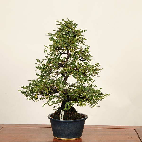 盆栽：磯山椒(いそざんしょう)現品*一点物 サンショウ　Isozansyo　Osreomeles anthyllidifolia var. subrotunda 中品盆栽
