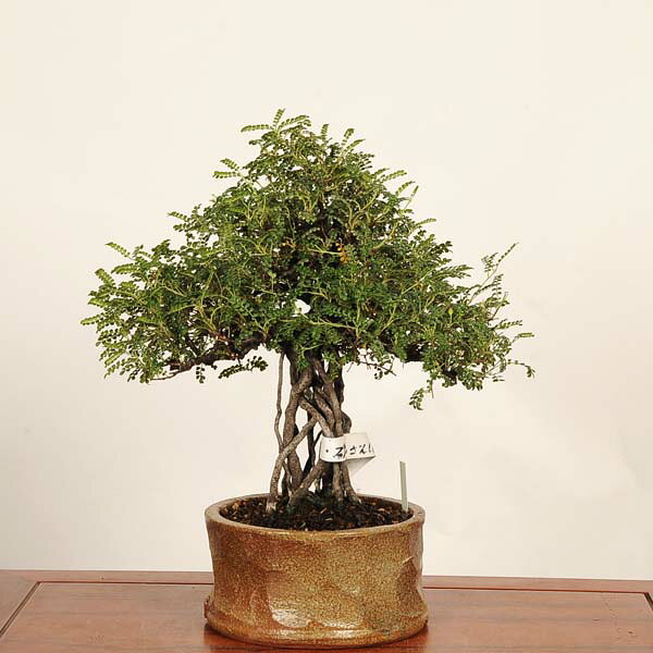 磯山椒の盆栽｜中品・現品