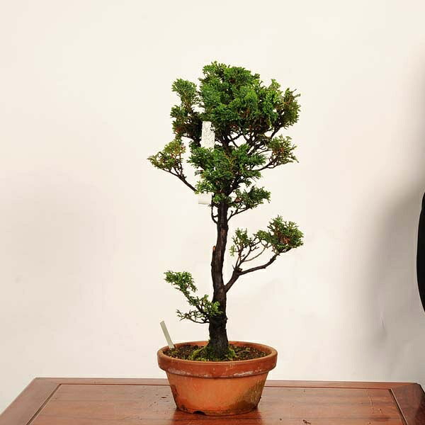 遊恵盆栽 楽天市場店の盆栽：津山桧（ひのき）　現品*一点物　ヒノキ　hinoki bonsai 中品盆栽｜アングル2