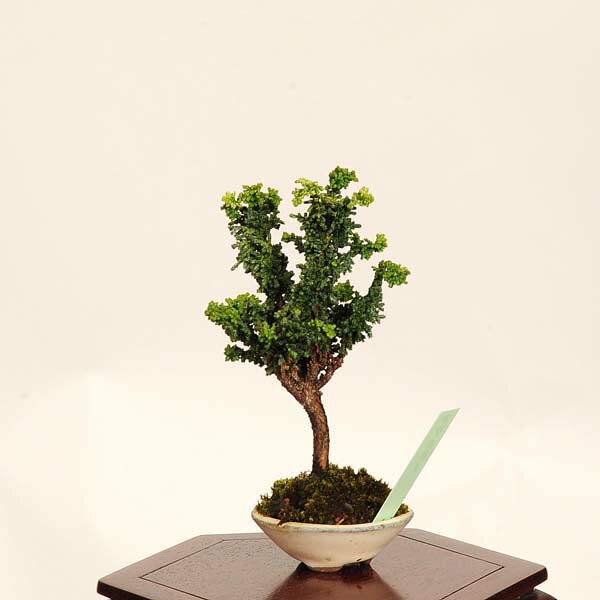 楽天市場】石化檜（盆栽｜花・観葉植物）：花・ガーデン・DIYの通販