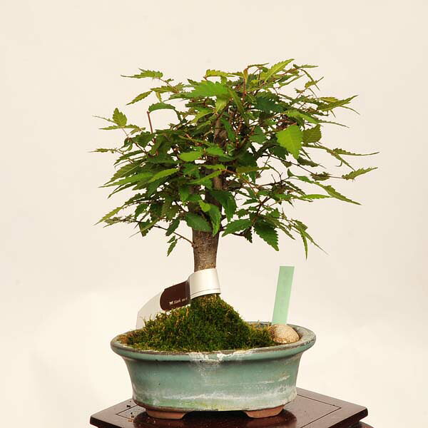 遊恵盆栽 楽天市場店の盆栽：欅(けやき)　現品*一点物 ケヤキ Zelkova serrata　Keyaki bonsai 小品盆栽｜アングル2