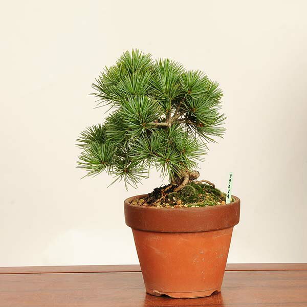 盆栽：五葉松*現品 一点物 ごようまつ　ゴヨウマツ　Goyoumatsu bonsai 小品盆栽