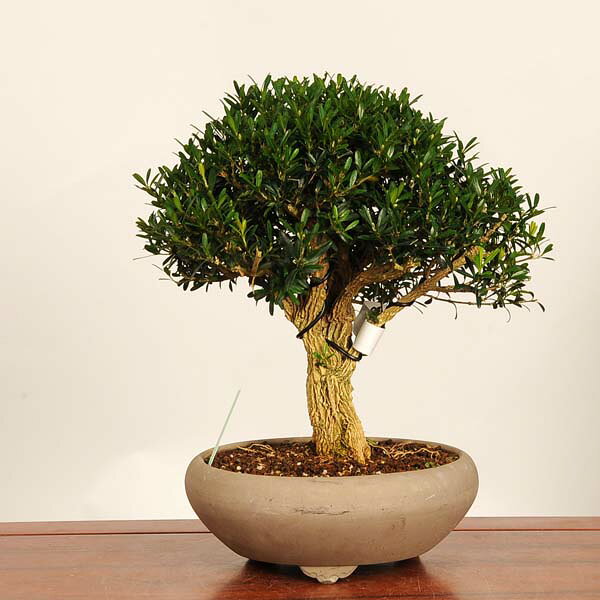 盆栽：台湾つげ　現品*一点物 タイワンツゲ　Tsuge bonsai 中品盆栽