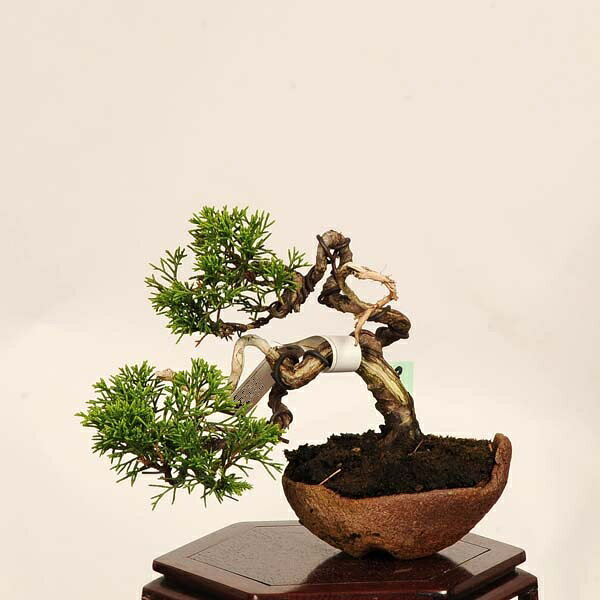 盆栽：糸魚川真柏 現品* 一点物 しんぱく　シンパク Sabina chinesis　Shinpaku bonsai 小品盆栽