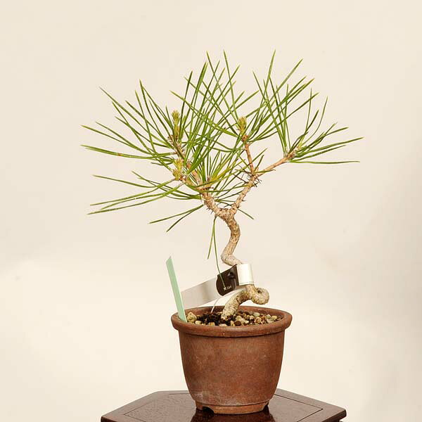 盆栽 ：三河黒松*現品 一点物 くろまつ　クロマツ　Kuromatsu bonsai 小品盆栽