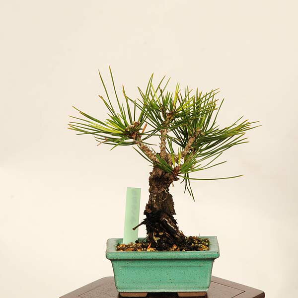 錦松 盆栽 高さ50cm 松盆栽 和風インテリア 一点物 ＃014 錦松 盆栽 高さ50cm 松盆栽 和風インテリア 一点物 ＃014 錦松 盆栽 高