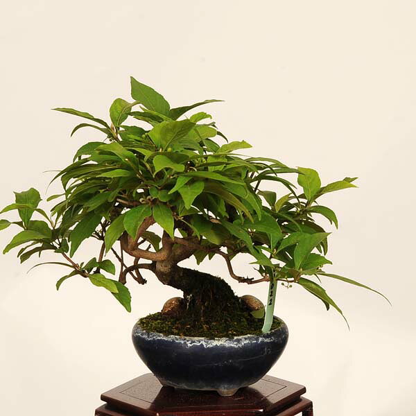 盆栽：小紫式部(こむらさきしきぶ)現品*一点物 ムラサキシキブ　murasakishikibu Callicarpa japonica小品盆栽