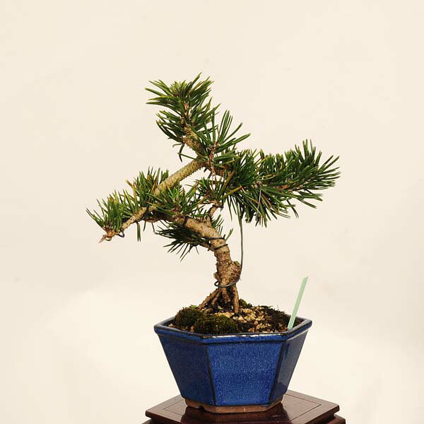 盆栽：寸梢黒松　現品 一点物*くろまつ　クロマツ Pinus thunbergii　Kuromatsu bo...