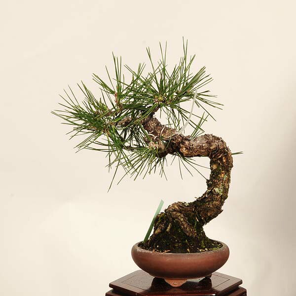 盆栽 特選：三河黒松* 現品 一点物 くろまつ　クロマツ　Kuromatsu bonsai 小品盆栽