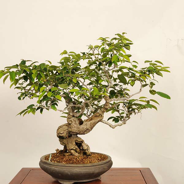盆栽 特選：瑠璃瓢箪(るりびょうたん)　現品*ルリビョウタン　ruribyoutan bonsai 大品盆栽