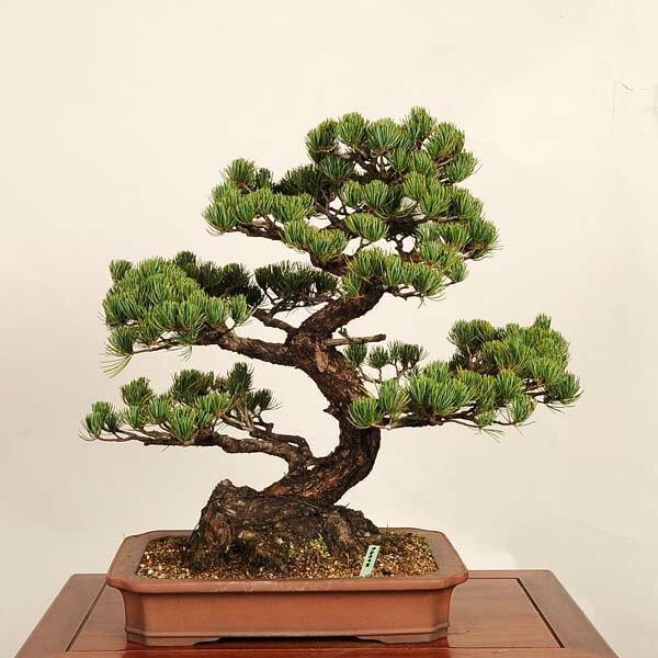 盆栽 特選：宮島五葉松* 現品 一点物 ごようまつ ゴヨウマツ Goyoumatsu bonsai 大品盆栽 大型ヤマト便配送