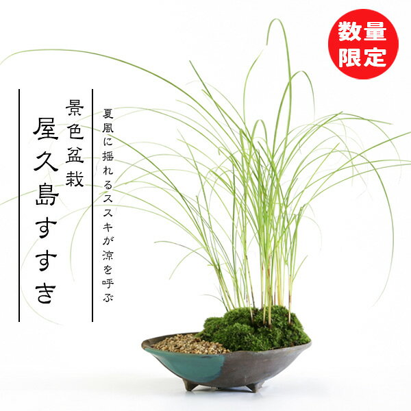 盆栽：景色盆栽 屋久島すすき*苔と砂付き（オリベ流し丸国産山草鉢）秋お月見ススキ【送料無料】【即日出荷可】夏涼 bonsai