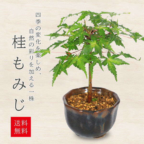 ミニ盆栽：桂もみじ（瀬戸焼 紺 花形丸鉢）*　紅葉　モミジ　momiji　bonsai