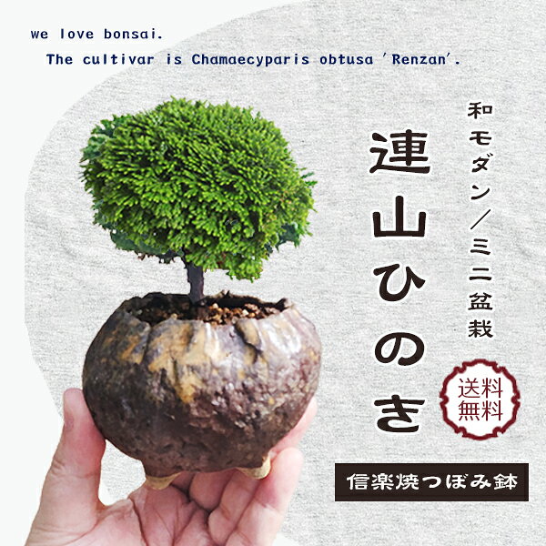 【秋のオススメ】【即日出荷可】和モダン：ミニ盆栽 連山ひのき*（信楽焼つぼみ鉢）桧ヒノキ檜お試し育てる鉢植え bonsai
