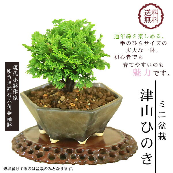 楽天市場】津山ヒノキの通販