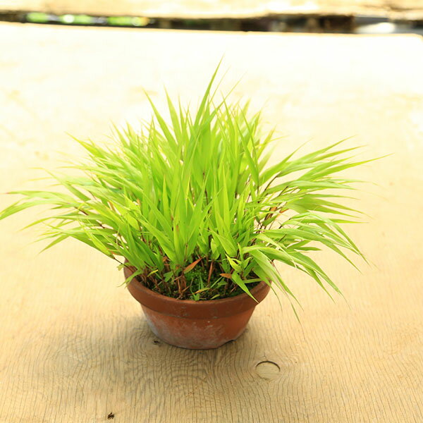 乐天商城 - 庭木・植木 　グランドカバー：姫風知草（ひめふうちそう）ヒメフウチソウ　素焼き鉢植え