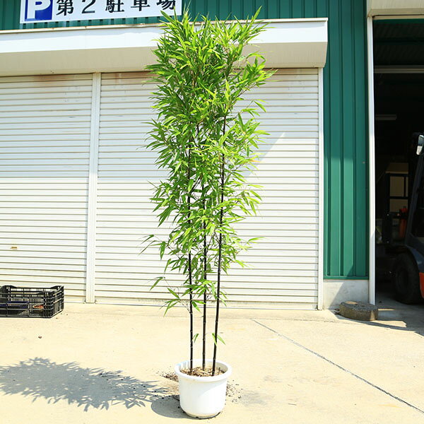 楽天市場】黒竹 鉢植え（花・観葉植物｜花・ガーデン・DIY）の通販
