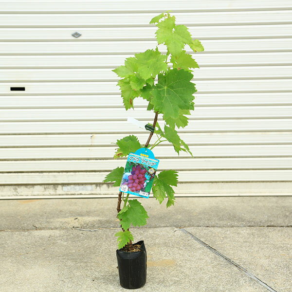 乐天商城 - 庭木・植木・果樹：ぶどう　苗　ウインク*樹高70cm