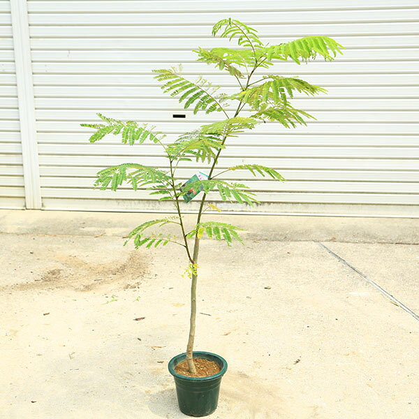 商品説明夏を代表するスタンダードなネムの木。花は薄い桃花で6-8月ごろに開花します。撮影：6月＊数量物商品となりますので、写真とは樹形が若干異なる場合がございます。＊お花が必ずあるとは限りません。季節により状態は異なります。＊北海道・沖縄県・離島への配達はできません。　サイズ鉢径：約18cm　樹高：約130cm　全高：約150cm　幅：約60cm　育て方について置き場所：日当たりの良い室外が基本です。水かけ：土の表面が乾いたらたっぷりと水を与えるようにしましょう。秋から冬にかけては徐々に水やりを控えて、真冬は土が乾いて2〜3日経ってから水を与えるようにします。肥料：初夏の生育期には緩効性肥料を2ヶ月に1回与えます。☆育て方説明書をご希望の方は、備考欄にお書きください。ご購入後、お手入れ方法を知りたい方は、メール・電話等でお問い合わせ下さい。納期配達ご希望時間のご指定はできません。お急ぎの場合は午前中までにご注文の場合、即日発送も可能です。
