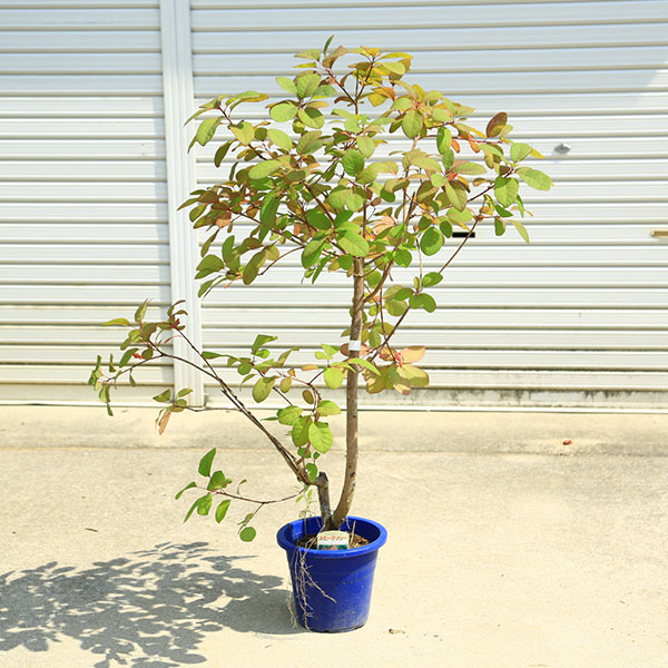 商品説明 ウルシ科　ハグマノキ属 撮影日：7月　 フレームは、グリーンの葉に淡い赤紫色の花をスモーク状に咲かせます。 ＊現品一点限りとなります。 ＊ポットの材質やサイズは変更となる場合がございます。 ＊季節により状態は異なります。 サイズ 鉢径：約21cm　樹高：約100cm　全高：約120cm(撮影時) 育て方について 置き場所：日当たりの良い室外が基本です。 水遣り：土の表面が乾いたらたっぷりと水を与えるようにしましょう。 秋から冬にかけては水を控えめに与えます。 簡単な育て方説明書がご入用の方は、備考欄にお書き下さい。 詳しい手入れ方法を知りたい方は、メール等でお問い合わせ下さい。