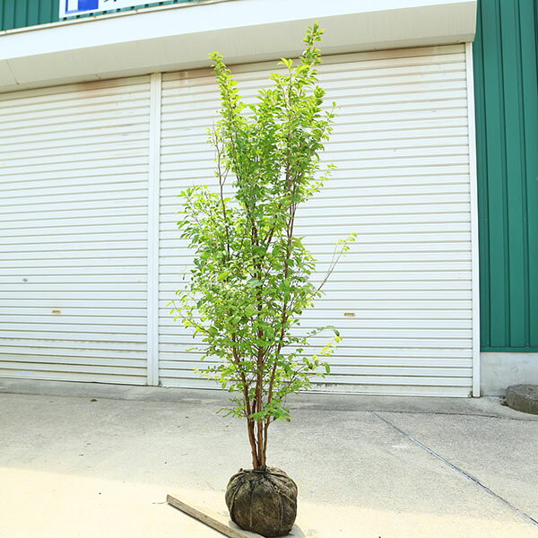 商品説明樹種：姫シャラ落葉高木6-7月ごろに椿によく似た形の白色の花が開花します。夏椿（シャラ）よりも少し小ぶりで、たくさんお花がつきます。枝が密に伸びて、剪定しなくても形がまとまる花木です。撮影：7月＊写真の現品商品のお届けとなります。＊冬季は完全落葉しております。＊季節により状態は異なります。7-8月ご購入の場合は「葉刈り」している場合があり、葉が無い状態でのお届けとなる場合があります。 詳しい状態などはお問い合わせ頂ければお答えさせて頂きます。　サイズ根巻：約28cm　樹高：約160cm　全高:約180cm　幅：約70cm(撮影時)育て方について日当たりと水はけの良い場所が適しています。日陰でも植栽可能です。水かけ：土の表面が乾いたらたっぷり水を与えます。庭植えで根づいた株は、よほど乾燥しないかぎり特に必要ありません。☆育て方説明書をご希望の方は、備考欄にお書きください。ご購入後、お手入れ方法を知りたい方は、メール・電話等でお問い合わせ下さい。納期配達ご希望時間のご指定はできません。お急ぎの場合は午前中までにご注文の場合、即日発送も可能です。