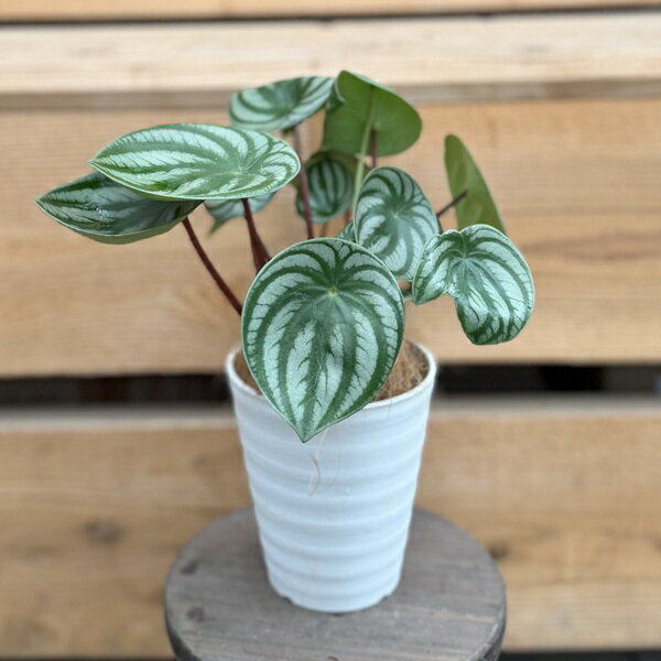 観葉植物：ペペロミアサンデルシー*...