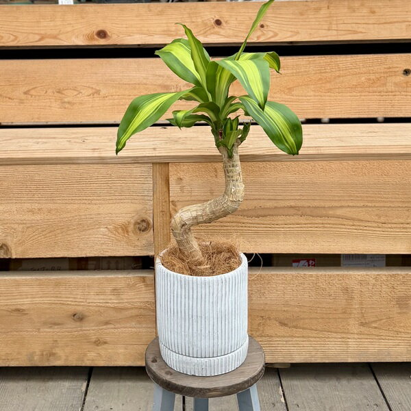 観葉植物鉢色選べます：ドラセナマッ...