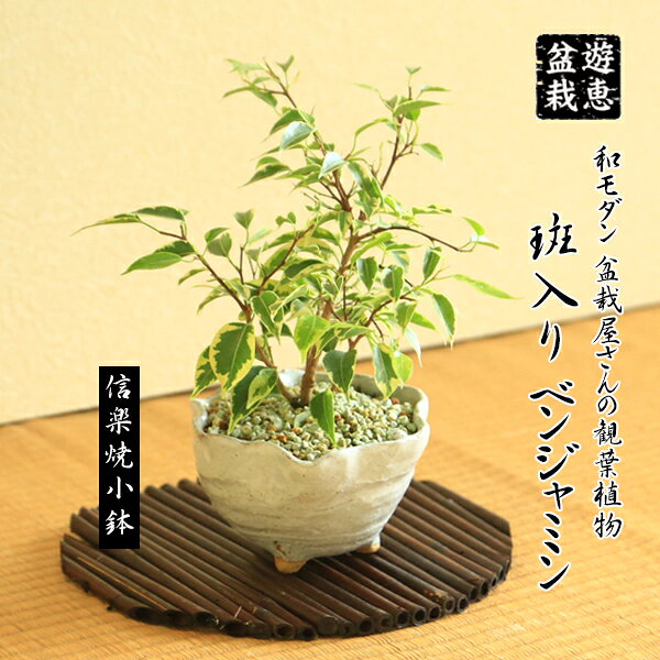 楽天市場】信楽焼 観葉植物の通販