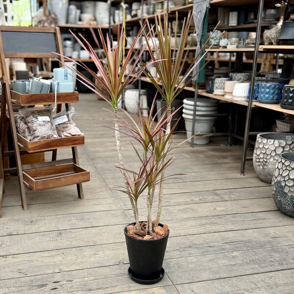楽天市場】ドラセナ コンシンネ 大型（観葉植物｜花・観葉植物）：花