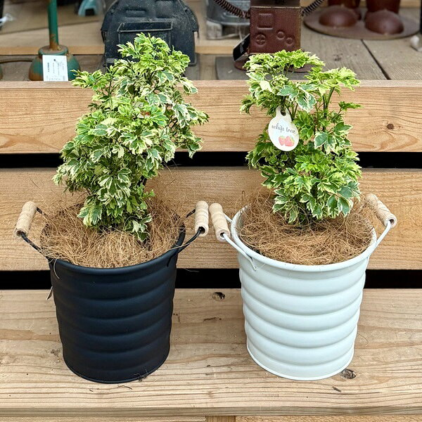 楽天市場】ポリシャス（観葉植物｜花・観葉植物）：花・ガーデン・DIY
