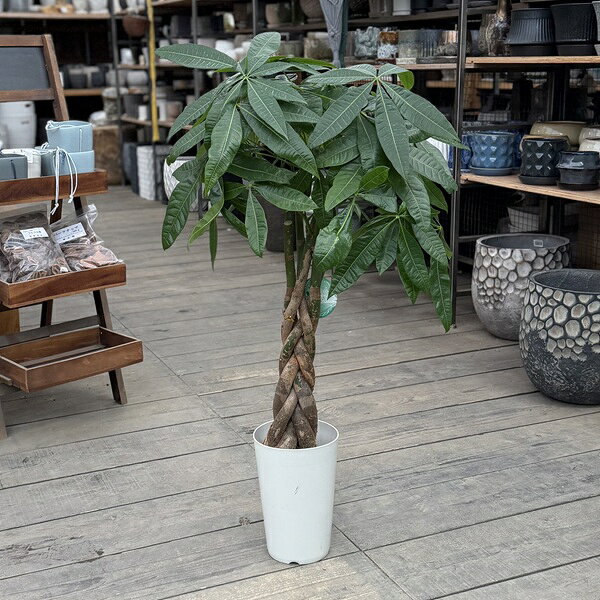 観葉植物：三つ編みパキラ*7号ネジ...