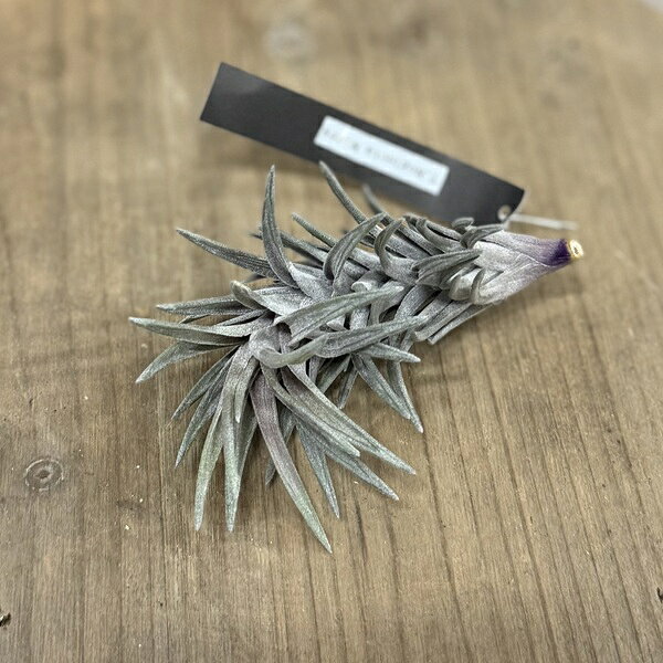 商品説明 科目：パイナップル科／属名：チランジア属／花言葉：不屈／非耐寒性多年草／耐寒温度約10℃（環境・生育状況により変わります。） 撮影日：7月 ＊数量ものの為、写真と若干形状が異なる場合がございます。ご購入時期により開花中、開花後の場合がございます。 ＊写真の小物など記載以外の物は商品に含まれません。 サイズ 約8〜10cm×約5〜6cm 育て方について ・置き場所 置き場所は明るい日陰（半日陰）が適しています。 室内ならレースのカーテン越しの柔らかい日が入る場所などがよいでしょう。 ・水やり 週に1〜2度くらい、霧吹きなどで株全体に水をかけましょう。 ◆ご購入後、詳しい手入れ方法を知りたい方は、メール・電話等でお問い合わせ下さい。 納期配達ご希望日時のご指定ができます。 お急ぎの場合は午前中までにご注文の場合、即日発送も可能です。 エアプランツ　えあぷらんつ　ちら　玄関 お祝 お礼新築祝 開店祝 開業祝 引越し祝 誕生日 内祝結婚祝い 敬老の日 陶器 人気 おしゃれ玄関 シンボルツリー鉢植え 本物 父の日 母の日 シンプル シック 和モダン ナチュラル 観葉植物桜盆栽　さくら盆栽・サクラ盆栽・ミニ盆栽・ミニさくら盆栽・ミニサクラ盆栽・あさひやまさくら・桜・アサヒヤマ・モダン盆栽　通販　盆栽　苔　創作盆栽　小品盆栽　盆栽販売　観葉植物　ミニ観葉植物　植木　人気商品　プレゼント　ギフト 季節の贈りもの　お正月・お年賀・成人の日・節分・バレンタインデー・ひな祭り・春分の日・お彼岸・ ホワイトデー・卒業式・入学式・こどもの日・母の日・父の日・七夕・お中元・書中見舞い・残暑見舞い・お盆・敬老の日・秋分の日・七五三・クリスマス・イブ・ お歳暮・シンボルフラワー・早期ご予約・早期割引・早割・早期特典 ＜大切なあの人へのプレゼント＞御祝・御礼・御挨拶・粗品・珍しい・お使い物・贈答品・ギフト・ 贈りもの・進物・記念日・結婚記念日・お誕生日・バースデー・発表会・祝電 ＜お祝いや内祝いなど祝儀の品＞引き出物・お祝い・内祝い・結婚祝い・ 結婚内祝い・出産祝い・出産内祝い・プロポーズ・ 婚約・引き菓子・快気祝い・快気内祝い・プチギフト・金婚式・銀婚式・告白・喜寿・米寿・卒寿・還暦 ＜ビジネスでのギフト・お礼・大人のマナーとして＞開店祝い・移転祝い・お見舞い・歓送迎会・送別祝い・退職祝い・公演 楽屋見舞い・開店 オープン・新築祝い・引越し祝い・入学祝い・卒業祝い・熨斗・のし