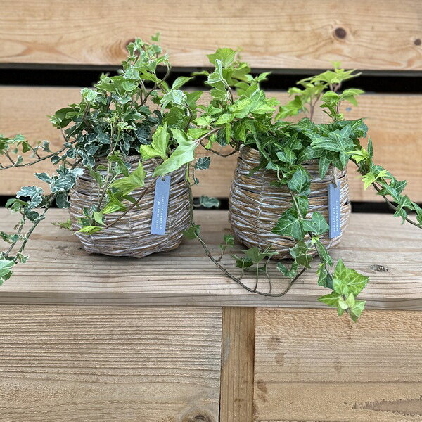 観葉植物アイビー：ヘデラカゴ付*バ...