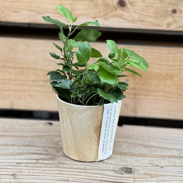 観葉植物アイビー：ヘデラククルシェ...