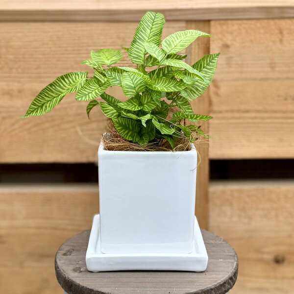 観葉植物 シダ植物：コニオグランメ エメイエンシス 鉢植え*受皿付 ココヤシ飾り