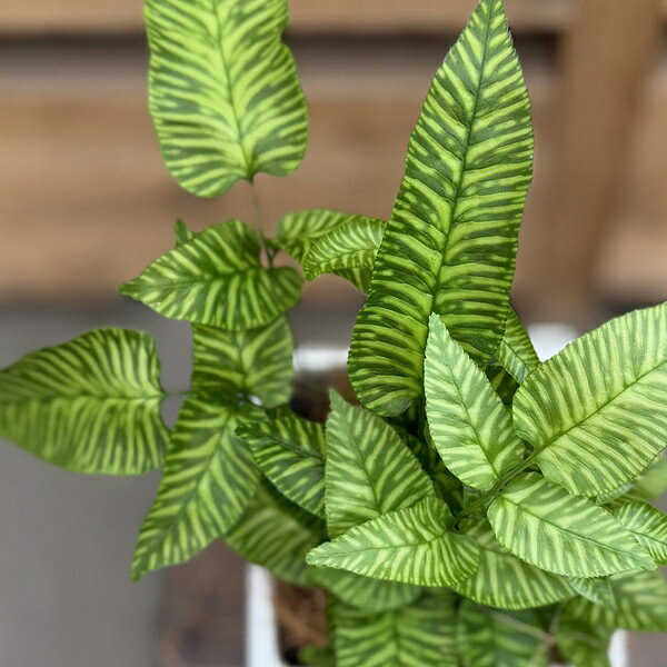 観葉植物 シダ植物：コニオグランメ エメイエンシス 鉢植え*受皿付 ココヤシ飾り