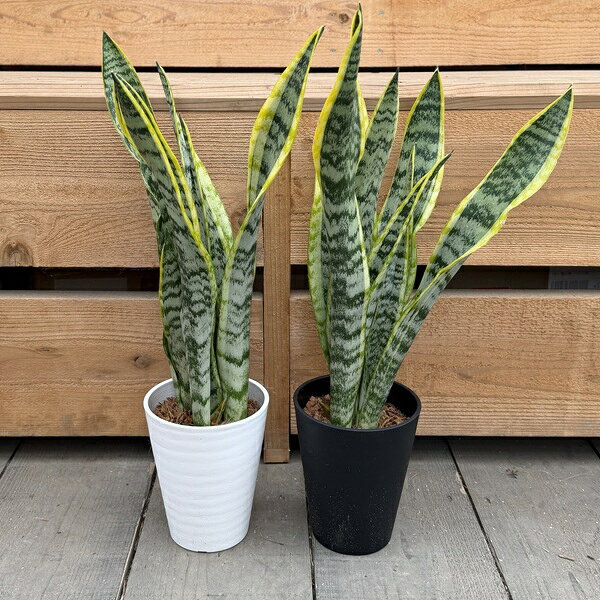 観葉植物鉢色選べます：サンスベリア...