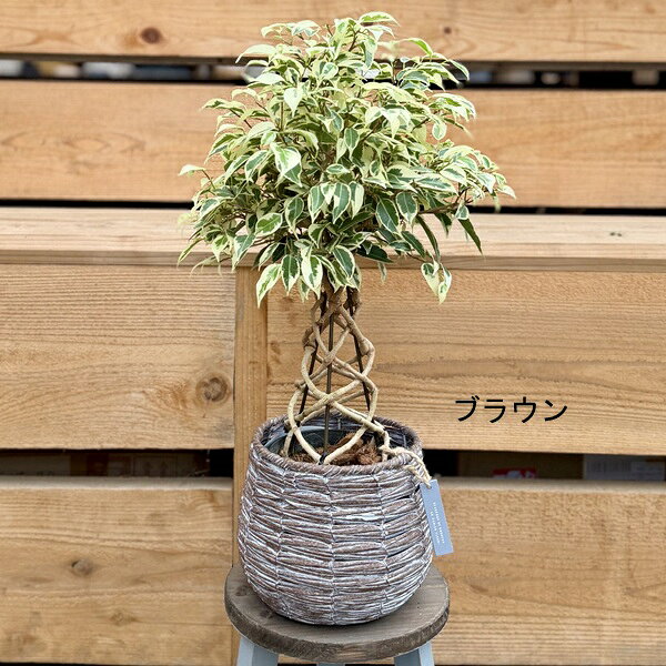 観葉植物 カゴ色選べます:フィカス ベンジャミン スターライト カゴ付*バスケット ...