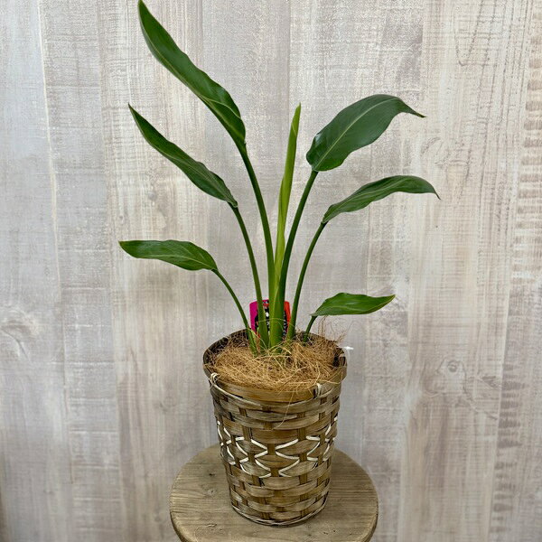 観葉植物：ストレリチアレギネバスケ...