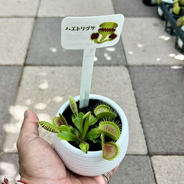 楽天市場】食虫植物 ハエトリソウ ハエトリグサの通販