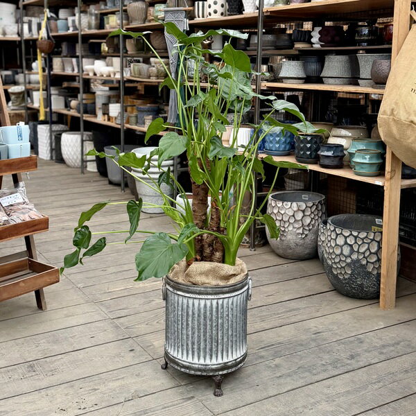 観葉植物：ハートイモ鉢カバー麻布付...