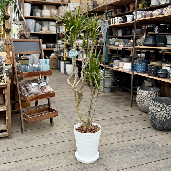 楽天市場】ドラセナ コンシンネ 大型（観葉植物｜花・観葉植物）：花