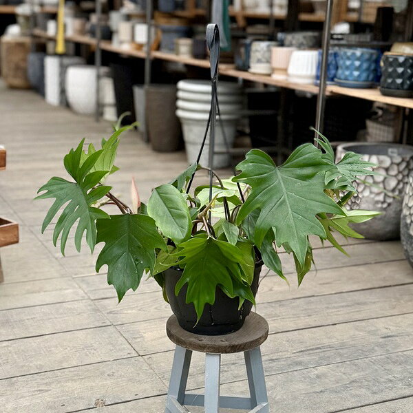 観葉植物：フィロデンドロン タンゴ*7号吊り