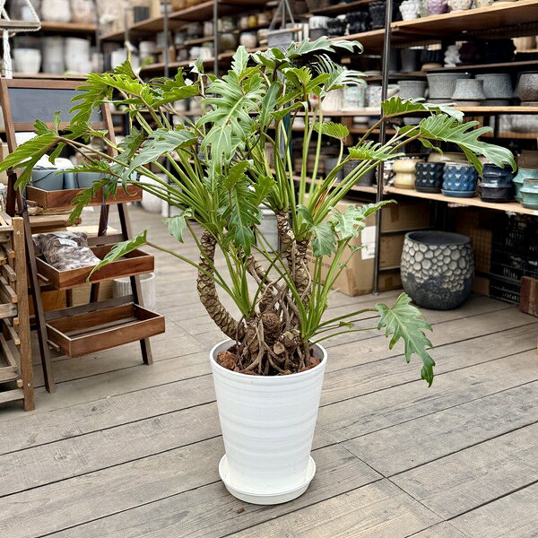 【現品】クッカバラ 6寸 高さ約90cm 横幅約160cm ボリューム満点 楽天市場】観葉植物 クッカバラの通販
