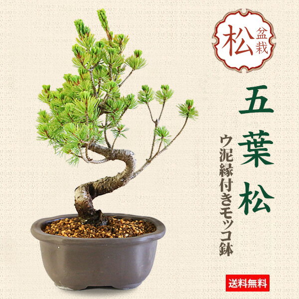 楽天市場】五葉松 盆栽 販売の通販