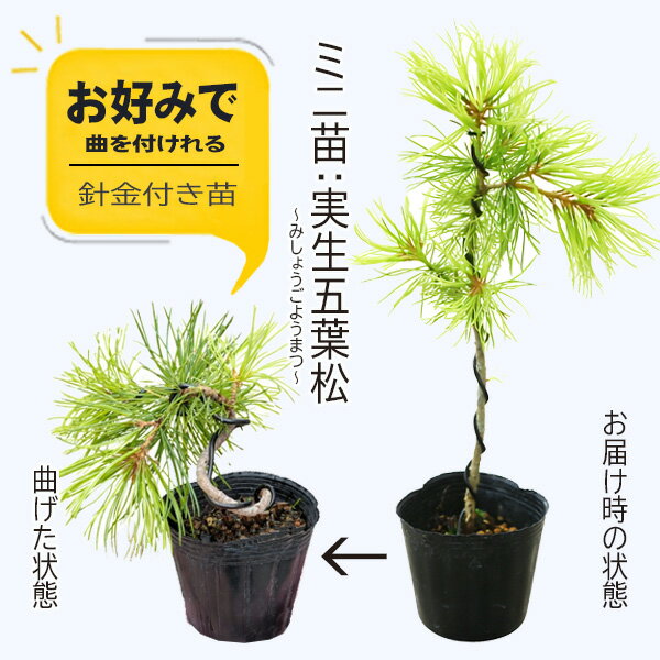 乐天商城 - ミニ苗：実生五葉松（針金付き）*お好みで曲げれるGoyoumatsuお試しチャレンジ育てる盆栽素材＜数量限定＞