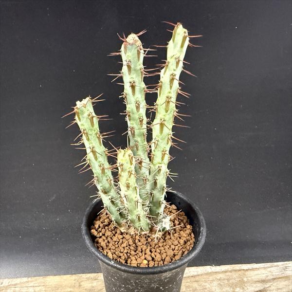 多肉植物：ユーフォルビアアエルギノ...