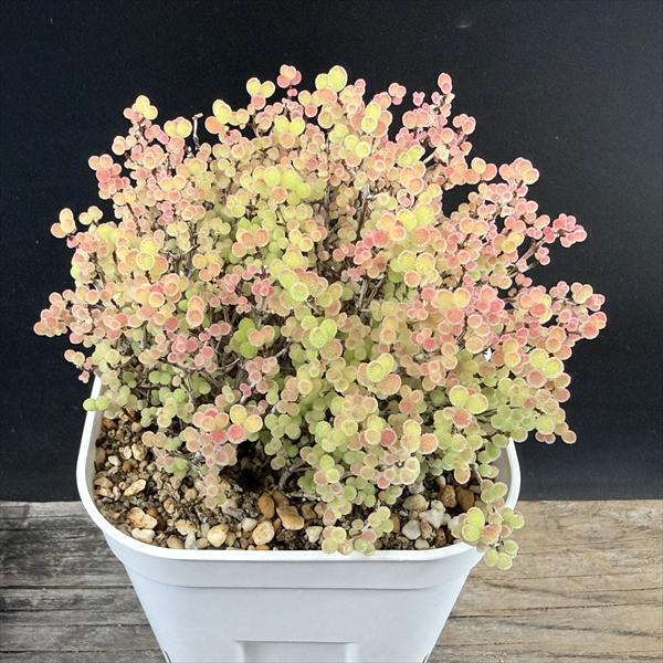 多肉植物：ドロサンテマム　蜜橘（みかん）*幅9cm