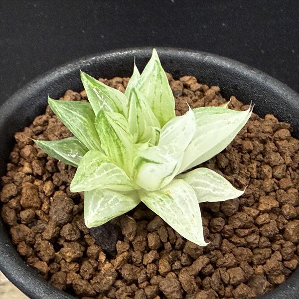 楽天市場】多肉植物 ハオルチア 氷（花・ガーデン・DIY）の通販