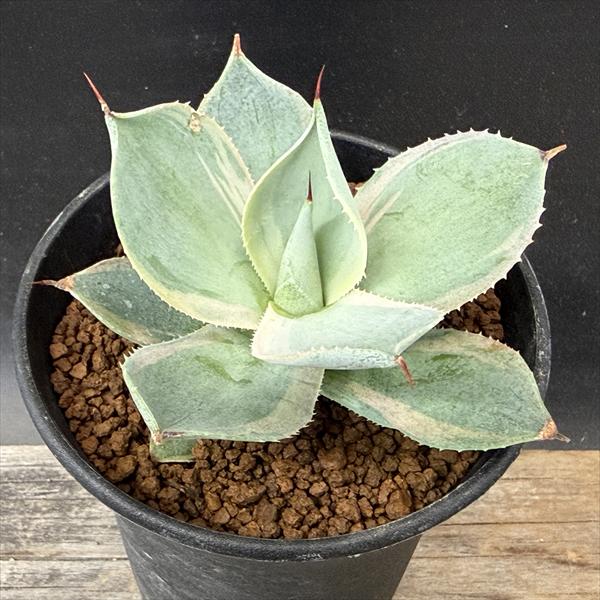 多肉植物：アガベ　ポタトルム　鳳凰*S　幅7cm